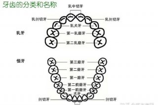 学习牙科的基础知识，牙科相关知识
