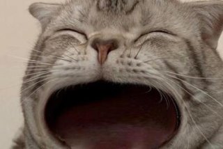 哈哈日语学习教程（哈哈哈日语翻译）