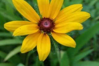 更好的学习语文；努力学好语文