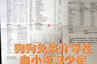 影响血小板减少的原因有哪些（什么会影响血小板的数量）