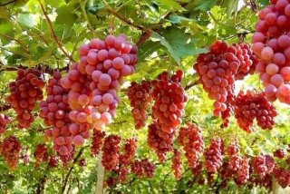 葡萄牙语学习一对一，葡萄牙语辅导班