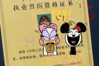 日本学习兽医 - 日本留学兽医专业哪个好？