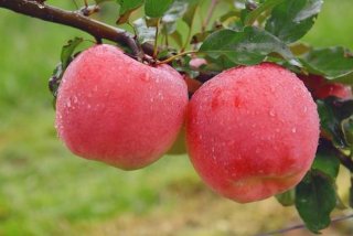 苹果学习软件安卓有么；ios学安卓