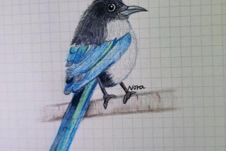 学画画（学画画用什么软件）