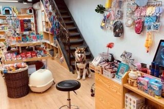 学宠物美容去哪里学比较好点，现在开宠物店前景好吗