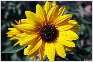 各种学习图片，各种的图片以及种类