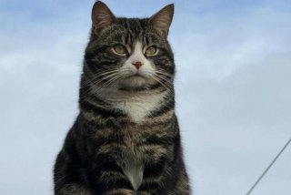 流浪猫的生活日常，流浪猫的生活日常视频