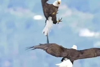 鹰的生活方法、鹰的两种生活