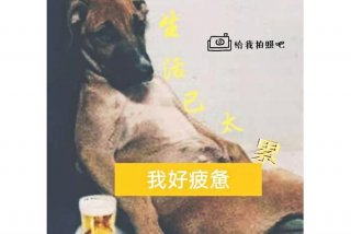 生活累的图片可保存原图、生活累的照片