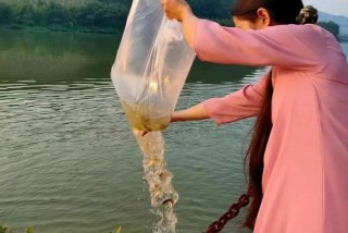 放生活动的视频素材、放生活动文案