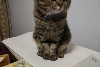 爱猫生活小组，爱猫生活小组暗号在哪里