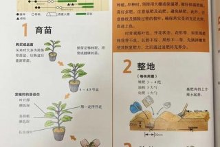 茄子生活周期（茄子生长周期几个月）