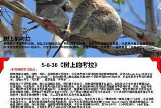 考拉生活在哪个国家，考拉生活在哪个国家英文