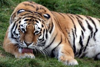 老虎的悠闲生活图片，老虎的生活日常