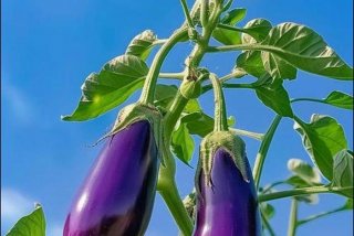 茄子生活APP - 茄子生活环境