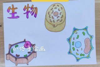 生物与生活的手抄报、与生物有关的手抄报简洁