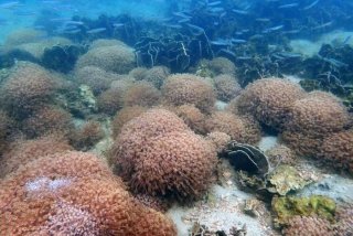 珊瑚生活的水温是多少，珊瑚温度最低多少度