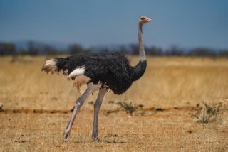 鸵鸟生活在沙漠还是草原，鸵鸟生长在沙漠吗