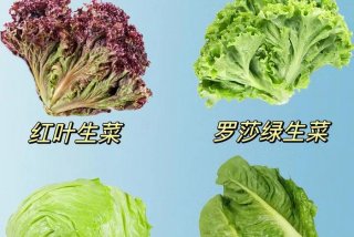 珊瑚生菜，珊瑚生菜怎么吃最好