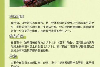 独角仙的生活习性是什么、独角仙的生活特征