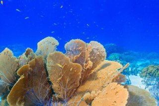 珊瑚生活在浅海；珊瑚一般生活在温暖洁净的浅海环境中,在