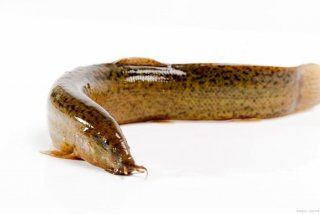 泥鳅的生存能力强吗 泥鳅的生命力顽强吗