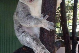 考拉生活馆；考拉vqn