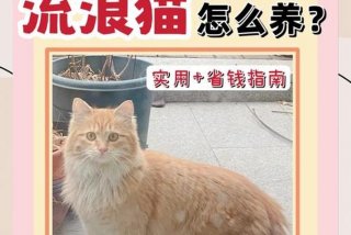 流浪猫的生活半径 - 流浪猫的生活半径是多少