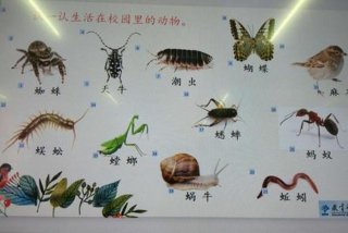 校园里的生物、校园里的生物有哪些