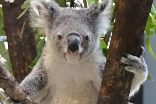 考拉生活习惯、考拉的生存现状