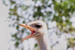 鸵鸟生活在挪威吗、鸵鸟生存在什么地区