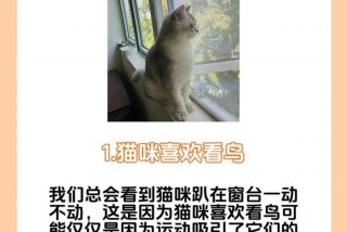 爱猫生活频道 爱猫生活组观点正确吗