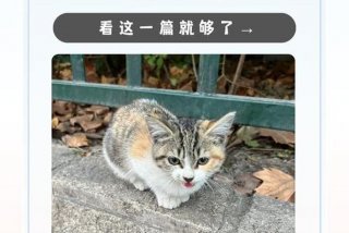 流浪猫的生活日常游戏，流浪猫的生活攻略