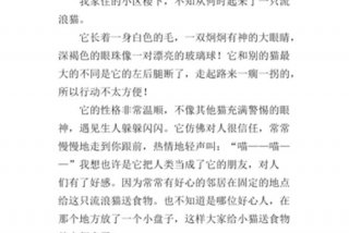 流浪猫的故事、流浪猫的故事作文
