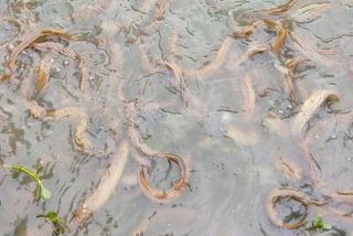 泥鳅生活在水里还是泥里 泥鳅生活在什么水里