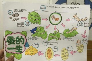 蚕的生活习性是什么 蚕的生活方式现象叫什么