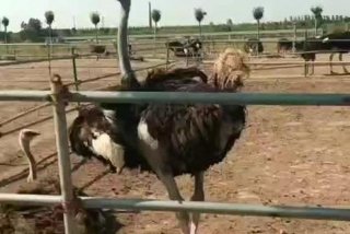 鸵鸟生活环境的特点 鸵鸟 生活环境