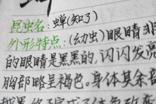 蝉的生活习性、《昆虫记》蝉的生活特征