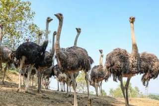 鸵鸟生活全过程（鸵鸟的生活）