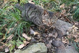 流浪猫的生活日常、流浪猫的生活日常图片