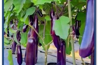 茄子生活在哪个地方（茄子喜欢在哪里生活）