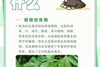 鸵鸟生活在什么地方；鸵鸟生活在什么州