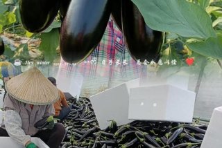 茄子生活的视频（茄子记录美好生活）