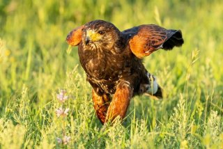 鹰的生活在哪里，鹰在什么地方生存
