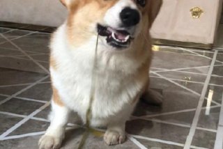 生活我硬撑表情包柯基犬；我生活硬撑的表情包