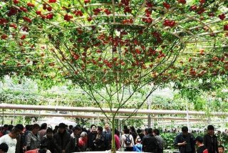 寿光生活指南服务平台；寿光生活水平怎么样