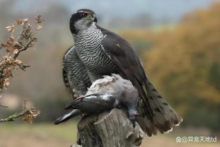 鹰的生活方式有哪些 - 鹰的生活方式有哪些种类
