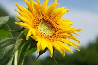 生活充满阳光图片；生活充满阳光图片真实