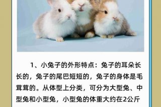 兔子生活习性是什么 - 兔子生活特点是什么