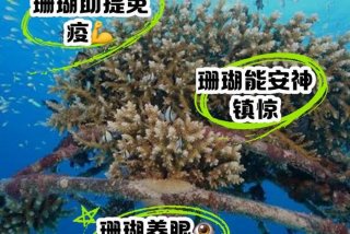 珊瑚生长的自然条件、珊瑚生长的自然条件是什么